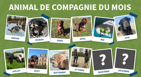 animal de compagnie du mois