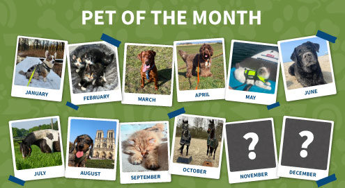 Pet of the month