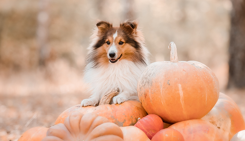 Herfstdeals