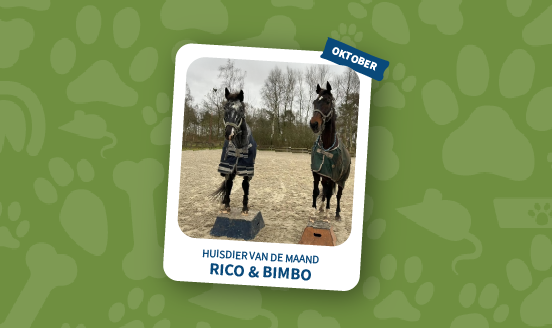 huisdier van de maand oktober