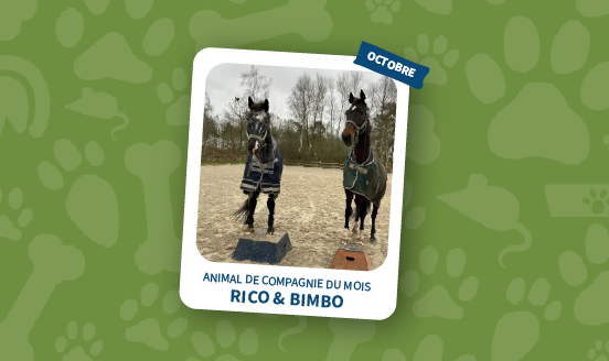 animal de compagnie du mois d'octobre