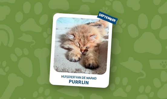 huisdier van de maand september