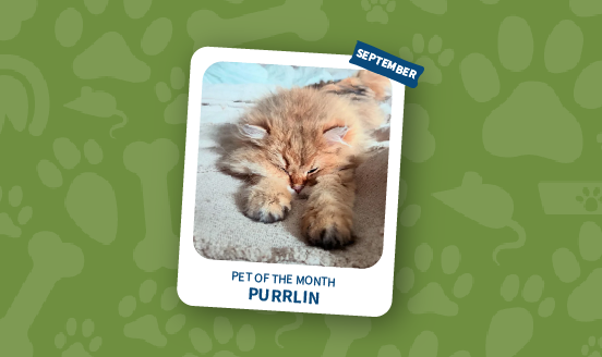 pet of the month september