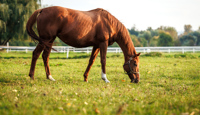 Paard staat in de wei 