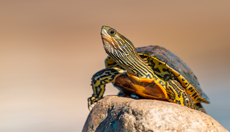 Waterschildpad op rots