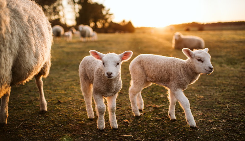 Lammetjes in de wei
