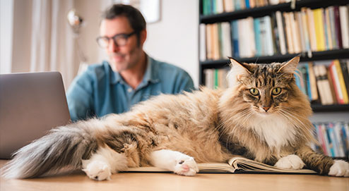 Schwarze Katze im Gras
