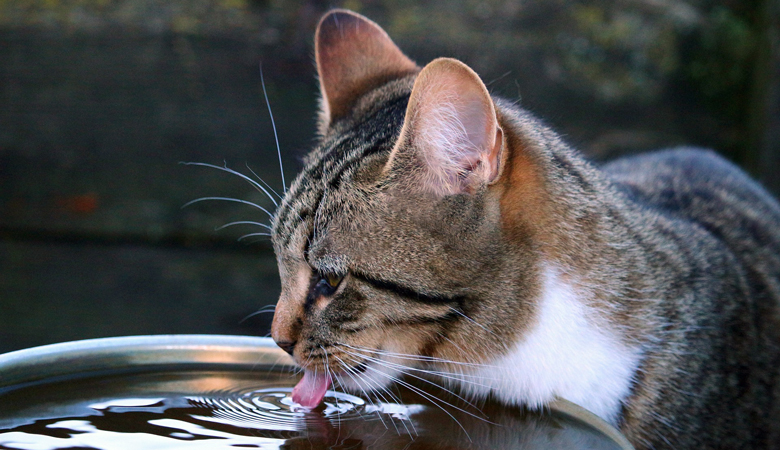 Kat drinkt buiten uit een schaal