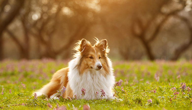 Collie ligt in het gras