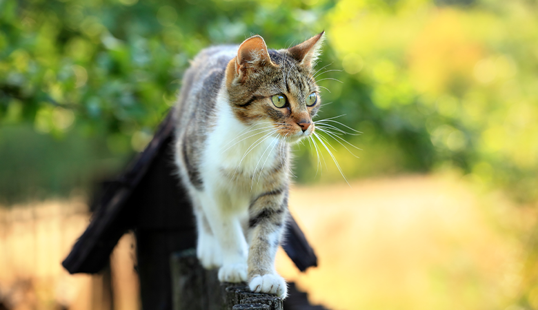 Kat loopt over een schutting
