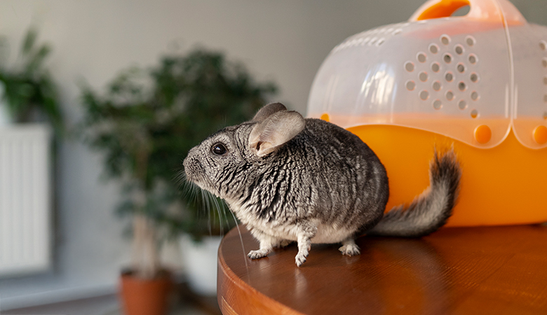Chinchilla | Rodent Species | Vetsend.co.uk