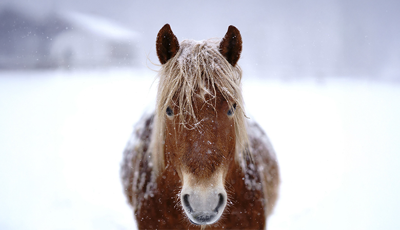paard in de sneeuw