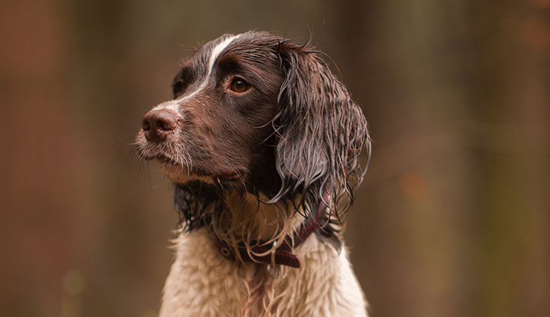 Hund schaut seitlich in die Kamera