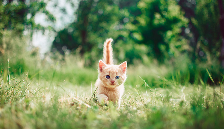 Chaton courant dans l’herbe à l’extérieur.