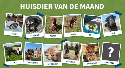 huisdier-van-de-maand