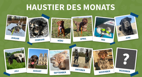 Haustier des monats