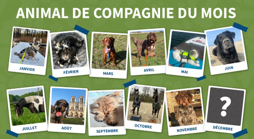 animal de compagnie du mois