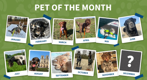Pet of the month