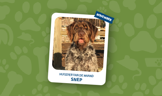 huisdier van de maand november