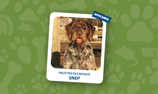 haustier des monats november 