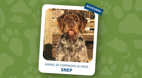animal de compagnie du mois novembre