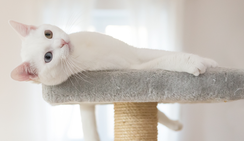 Weiße Katze liegt auf einem grauen Kratzbaum