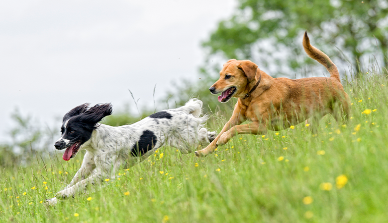 2 honden rennen achter elkaar aan door het gras