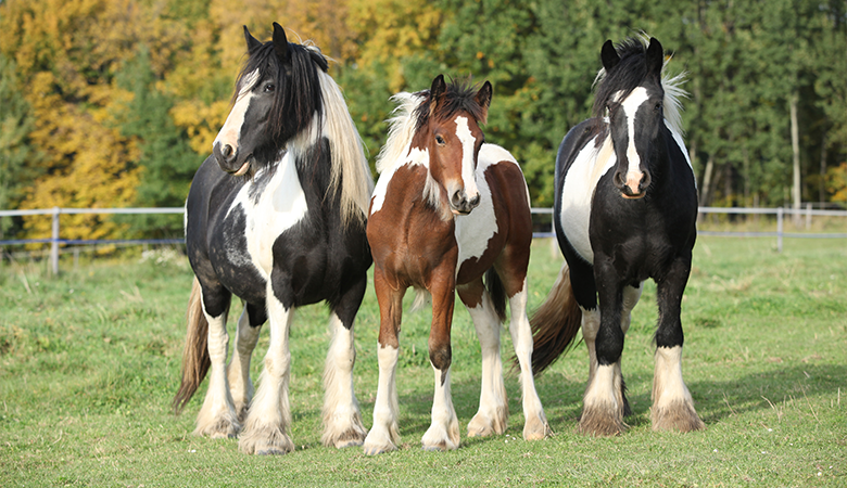 3 paarden in een weide