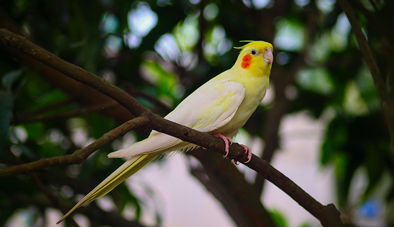 Cockatiel | Bird species | Vetsend.co.uk