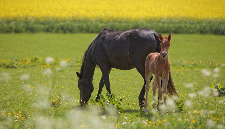 Merrie met veulen in de wei