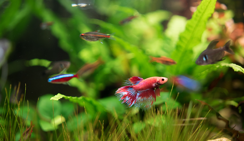 Fische in einem Aquarium mit Pflanzen