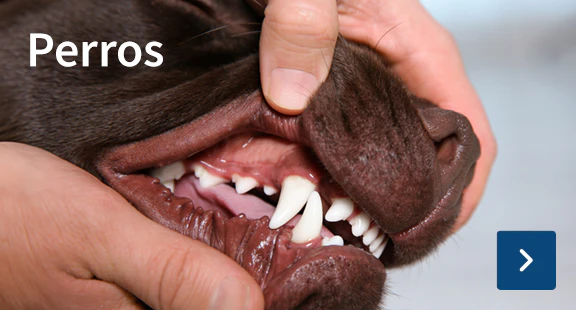 Perros