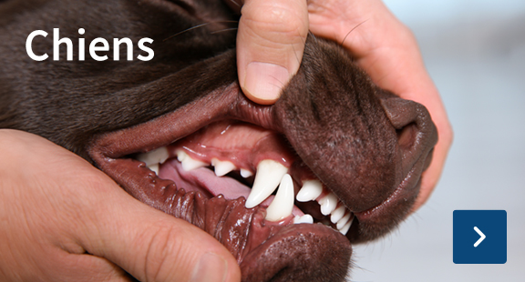 Chiens
