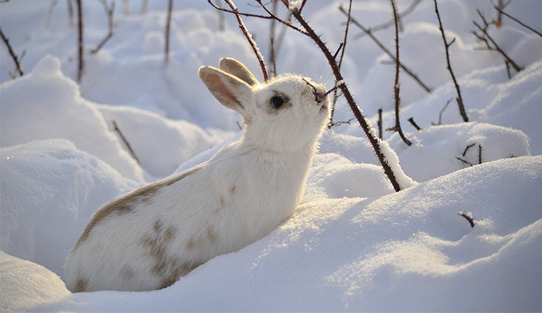 Kaninchen im Schnee