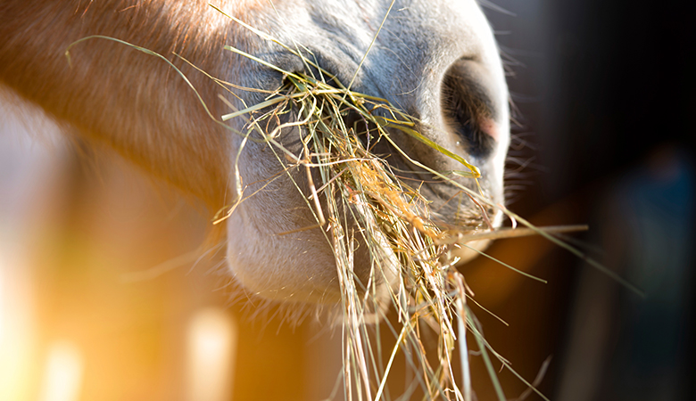 Pferd mit Heu im Maul
