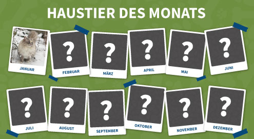 Haustier des monats
