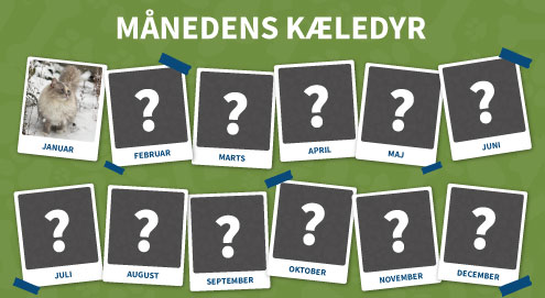 maanedens kaeledyr