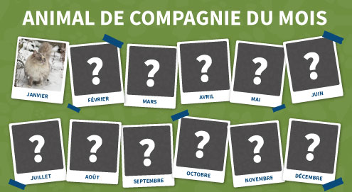 animal de compagnie du mois