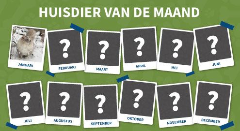 huisdier-van-de-maand