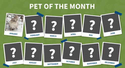 Pet of the month
