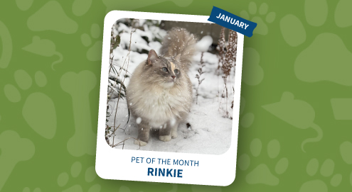 pet of the month january