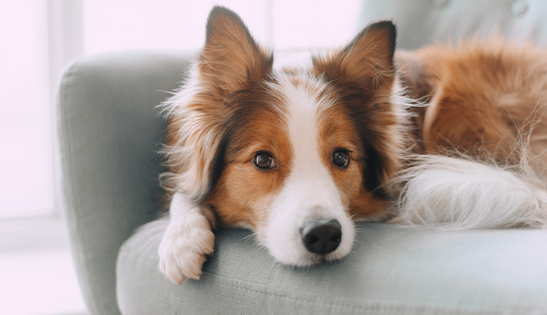 Hond ligt op de bank en kijkt in de camera