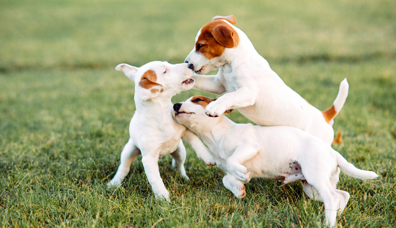 Cani di piccola taglia che giocano