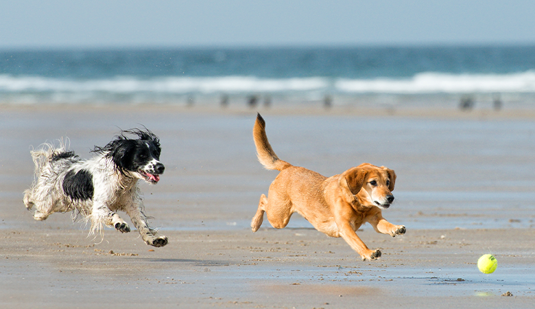 To hunde løber på stranden efter en bold