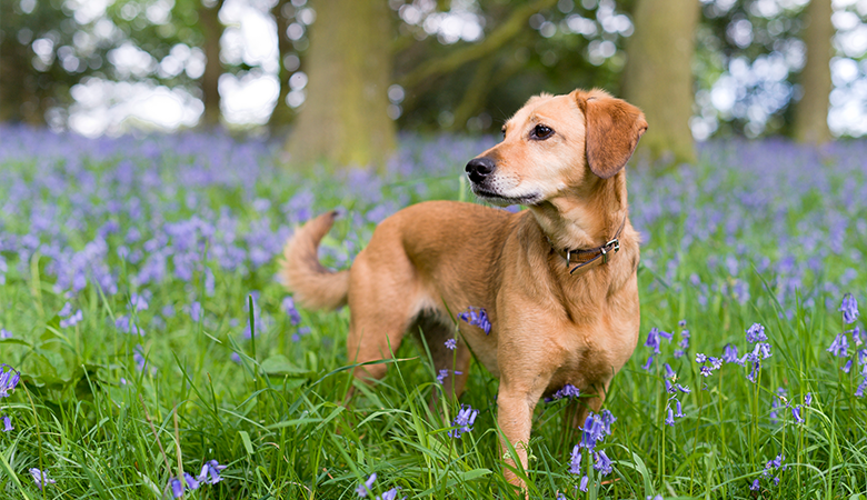Blonde labrador staat in veld met paarse bloemen