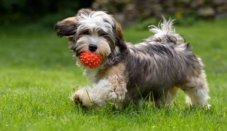 Hond rent door het gras met balletje in zijn bek