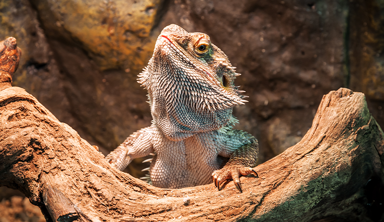 Reptil auf einem Baumstamm