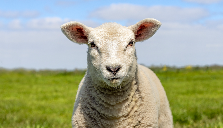 Schaap in de wei kijkt in de camera