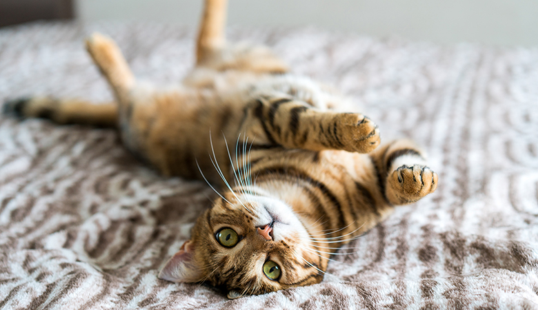 Kat ligt op rug op bed