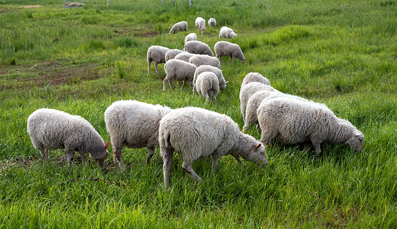 Koppel schapen in een grasland
